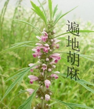 遍地胡麻