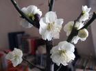 梅花传