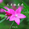 三月桃花开