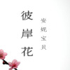 彼岸花-安妮宝贝