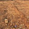 卫斯理系列056——盗墓
