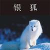 《银狐》免费版1-86章